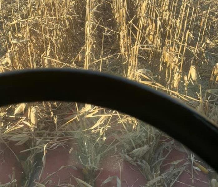 Photo of corn harvest in northwest Iowa. 
